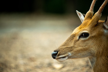 Closeup beautiful sika male deer or spotted deer isolated on blur background looking at camera and enjoy sunbathe on hot summer day.