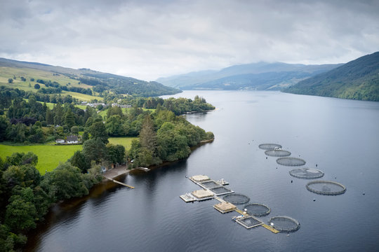 Fish Farm Salmon Sea Nets Farming At Sea Loch Tay Scotland UK