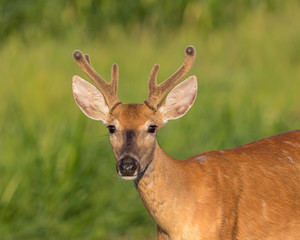 closeup of young buck whitetail deer with velvet antlers on a summer morning