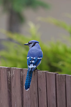 blue jay on fence
