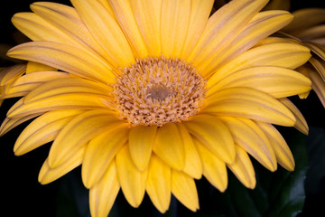 Gerbera yellow flower head, genus of plants in the Asteraceae of the daisy family native to tropical regions of South America, Africa and Asia, macro with shallow depth of field 