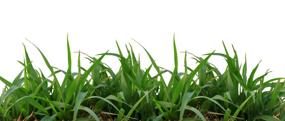 Green grass on a white background. isolated