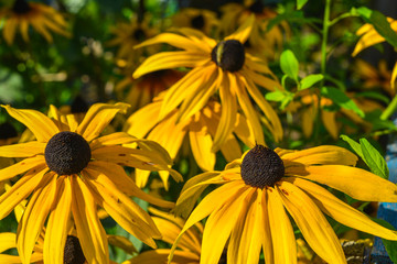 yellow flowers in the garden rudbekia