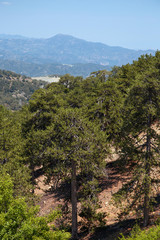 Naklejka premium The high plateau of the Troodos mountains in Cyprus. Mountain Cyprus