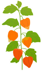 ほおずき　イラスト