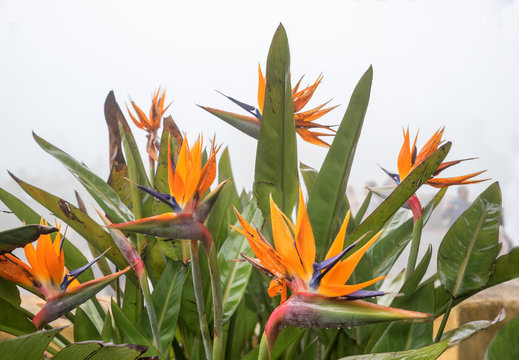 Strelitzienbl&uuml;te Nahaufnahme
