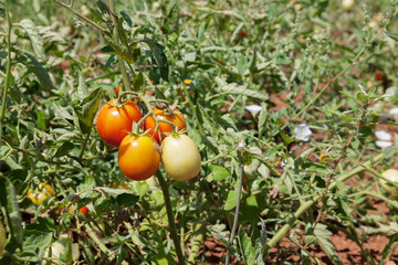 little tomatoes in garden