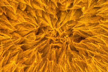 ellow Sunflower Macro Center Focus Stack