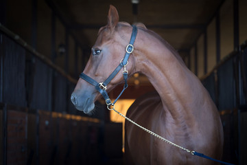 Horses. Portrait in stable, close up, dark