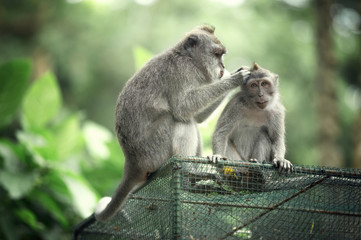 Naklejka na ściany i meble Macaque mom cleans the skin of a cub, Ubud, Bali