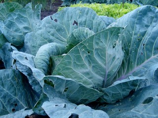 White cabbage in the garden.