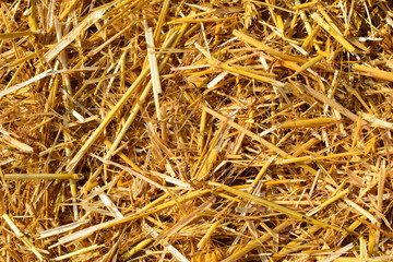 Straw in a rural farm. Dry straw on the field.
