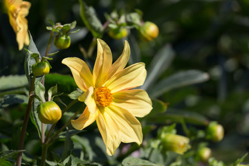 Flower dahlia in garden, shallow depth of field