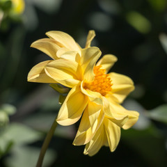 Flower dahlia in garden, shallow depth of field