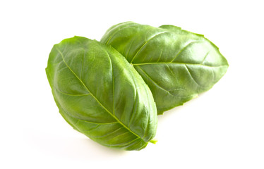 Fresh Basil Leaves Isolated on a White Background
