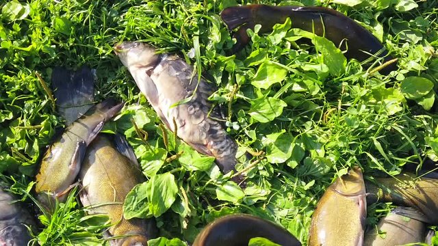 caught fish tench and carp on the grass by the lake. fishing on rivers and lakes. Slow motion