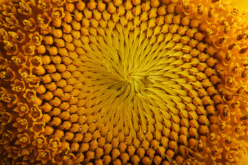 Decorative sunflower close up. Bright yellow sunflowers. Sunflower background.
