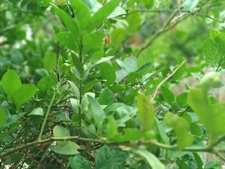 green plant