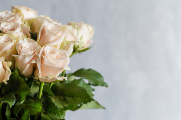 Close up beige roses on gray background