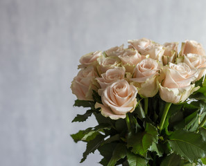 Beige roses with green leaves