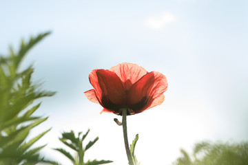 close up view of nice red poppy on blue sky background