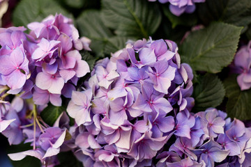 Hydrangea purple with green leaves