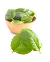 Fresh Basil Leaves Isolated on a White Background