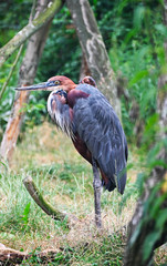 a great blue heron in a forest 