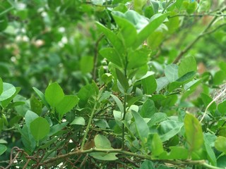 green plants in the garden