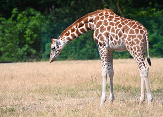 a giraffe in a savannah