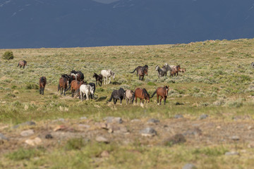 Beautiful Wild Horses in the Utah Desert in Summer