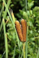 Geteilter  gedoppelter Samenstand eines Rohrkolbens