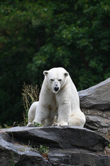 a polar bear on a rock controls the territory