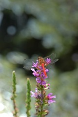 Heidelibelle (Sympetrum) an Gewöhnlichem Blutweiderich (Lythrum salicaria)