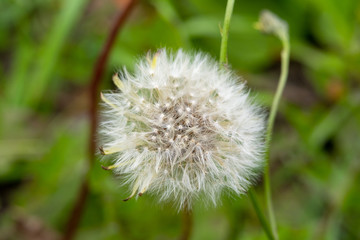 White cirrus fluffy dandelion parachutes close-up