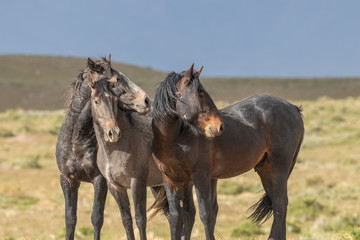 Obraz premium Beautiful Wild Horses in the Utah Desert in Summer