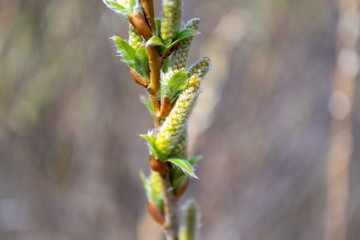 The top of the Willow shoot (Salix udensis) with female inflorescences and blooming leaves