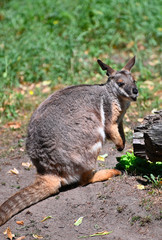 wallaby in australia