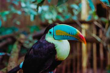 Toucan (Portra 400)