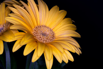 Gerbera yellow flower head, genus of plants in the Asteraceae of the daisy family native to tropical regions of South America, Africa and Asia, macro with shallow depth of field 