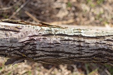 Rough gray brown tree bark. Wooden bark background.