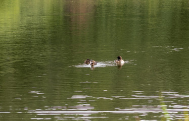 Three ducks swimming in the lake in the summer. Ducks brush feathers in a pond.