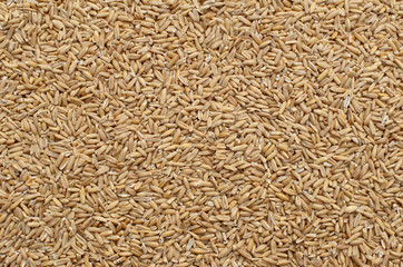 Pet food for birds. All oat grain in wooden background. Close up.