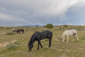 Naklejka na ściany i meble Beautiful Wild Horses in the Utah Desert in Summer