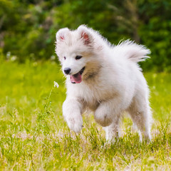 Adorable samoyed puppy is running and jumping