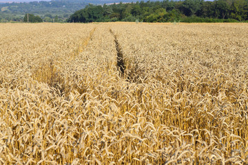 Beautiful summer landscape. Ripe wheat field, wheat ears, shallow depth of field. Harvest idea concept. rural scenery with blue sky with sun. creative image.