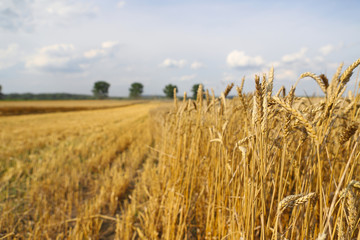 Beautiful summer landscape. Ripe wheat field, wheat ears, shallow depth of field. Harvest idea concept. rural scenery with blue sky with sun. creative image.