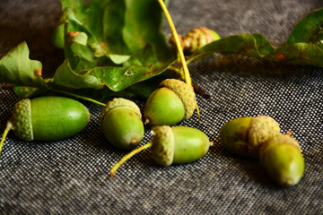 Green oak acorns on a gray background. A gray, neutral background emphasizes the contrast of green...