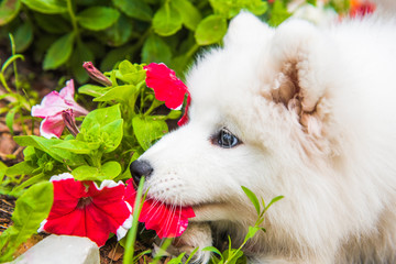 Funny Samoyed puppy dog in the garden on the green grass with flowers