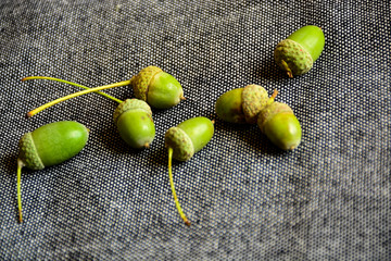 Green oak acorns on a gray background. A gray, neutral background emphasizes the contrast of green...